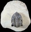 Metacanthina (Asteropyge) Trilobite - Lghaft #55473-3